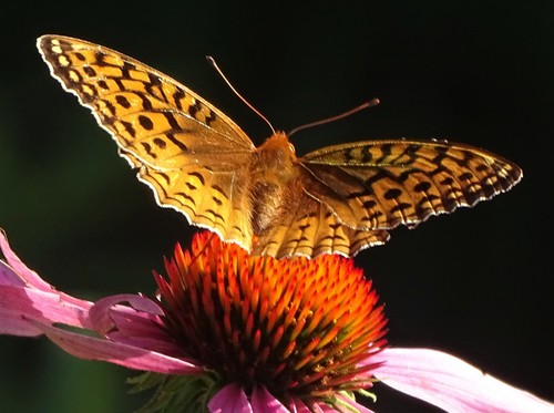 Great Spangled Fritillary