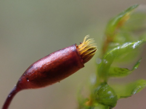Image of Thamnobryum neckeroides by no rights reserved
