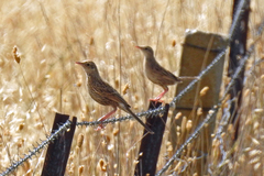 Cincloramphus cruralis