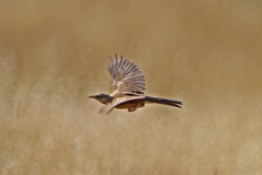 Cincloramphus cruralis