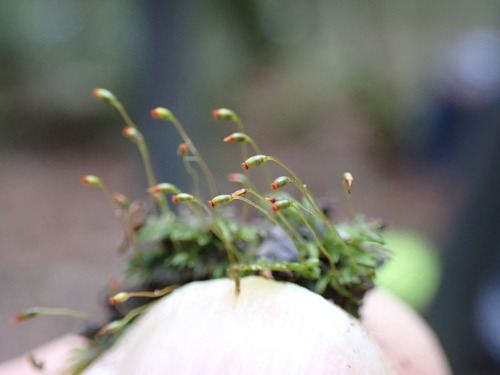 Image of Fissidens crispus by no rights reserved