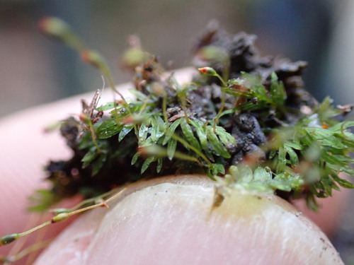 Image of Fissidens crispus by no rights reserved