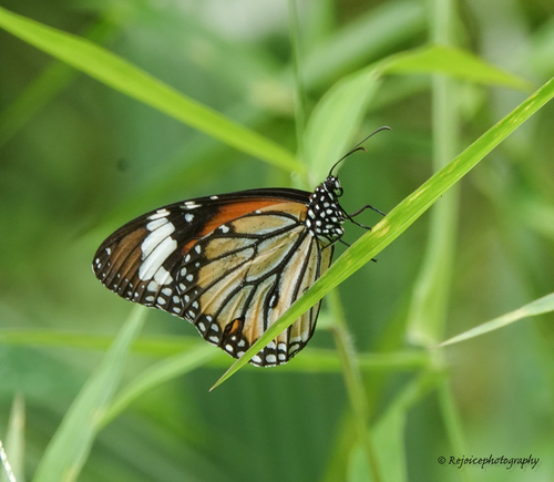 Common Tiger Butterfly photo 3
