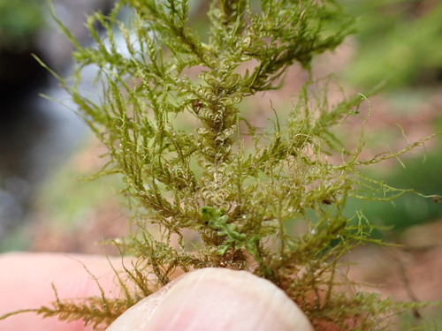 Image of Neckera menziesii by no rights reserved