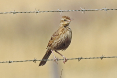 Cincloramphus cruralis