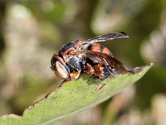 Loyolanthidium