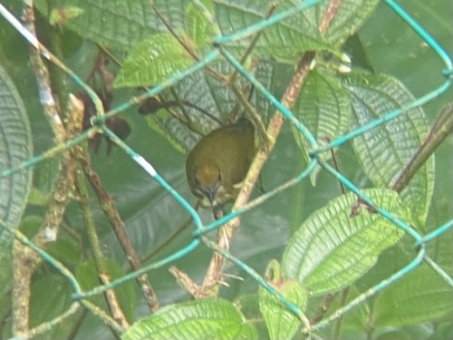 Yellow-breasted Flowerpecker (Prionochilus maculatus)