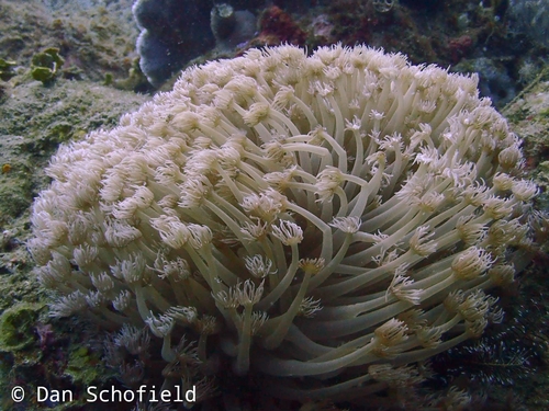 anemone coral