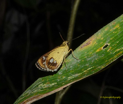 Scobura isota
