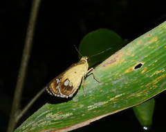 Scobura isota
