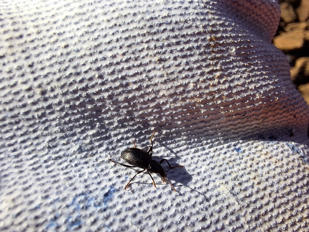 Darkling Beetles from Blenheim 7275, New Zealand on March 5, 2025 at 05(01)