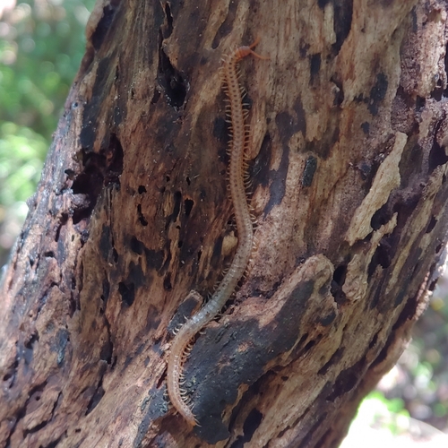 Centipede