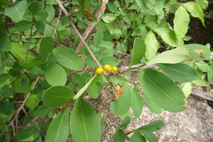 Erythroxylum mexicanum