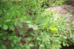 Erythroxylum mexicanum