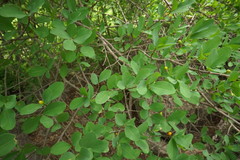 Erythroxylum mexicanum