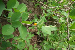 Erythroxylum mexicanum