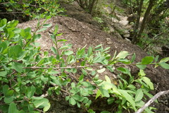 Erythroxylum mexicanum