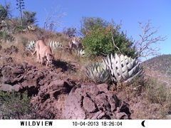Puma concolor couguar