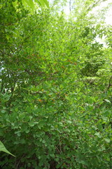 Erythroxylum mexicanum