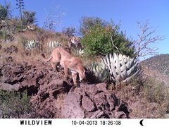 Puma concolor couguar