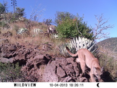 Puma concolor couguar