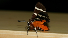 Hecatesia fenestrata
