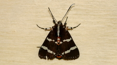 Hecatesia fenestrata