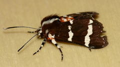 Hecatesia fenestrata