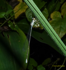 Aciagrion