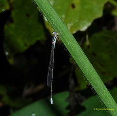 Aciagrion