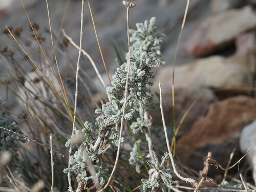 Image of Santolina decumbens by (c) Louis Aureglia, some rights reserved (CC BY)