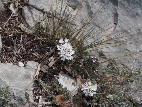 Image of Iberis saxatilis by (c) Louis Aureglia, some rights reserved (CC BY)