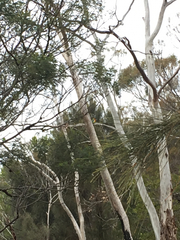 Platycercus eximius diemenensis