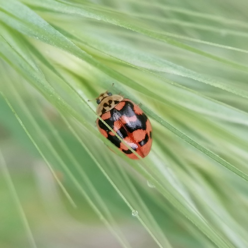 Two-spotted lady beetle