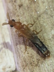 Distremocephalus texanus