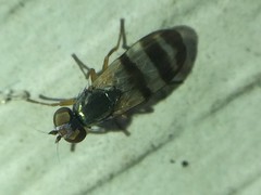 Chaetopsis fulvifrons