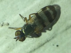 Chaetopsis fulvifrons