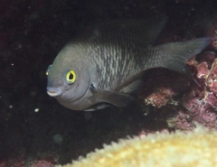 Plectroglyphidodon marginatus