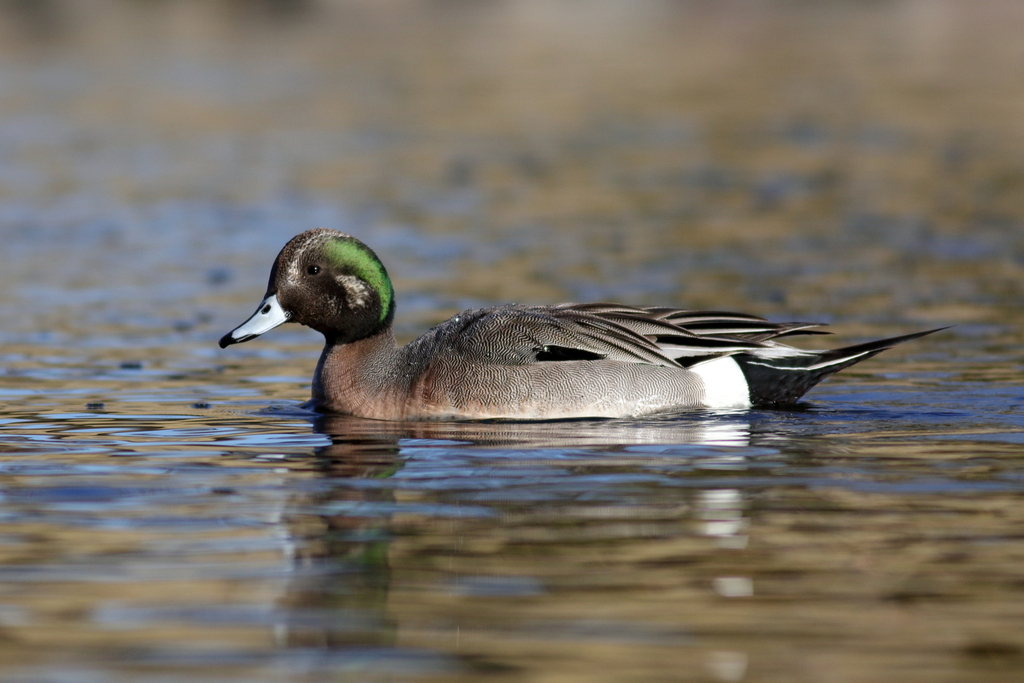 Northern Pintail × American Wigeon
