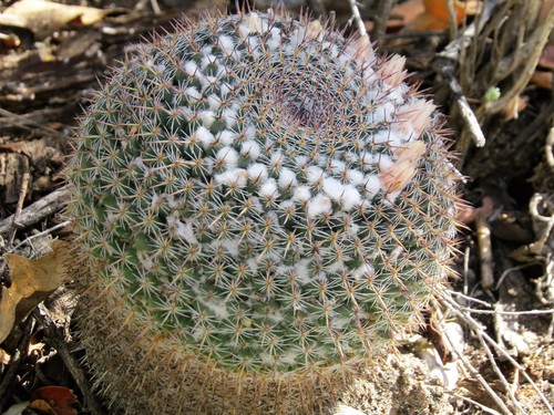 Mammillaria chionocephala