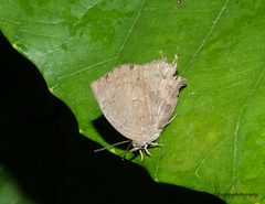 Surendra quercetorum