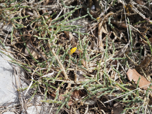Image of Genista lobelii by (c) Louis Aureglia, some rights reserved (CC BY)