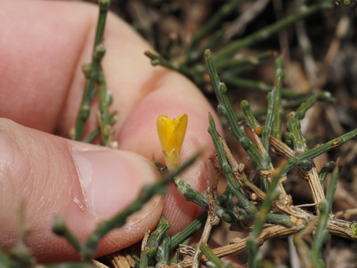 Image of Genista lobelii by (c) Louis Aureglia, some rights reserved (CC BY)