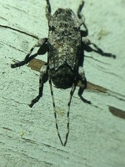 Sternidius mimeticus