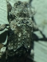 Sternidius mimeticus