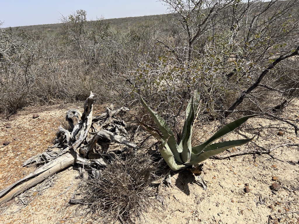 Imagem de Agave-brava