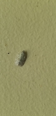 Flatoidinus punctatus