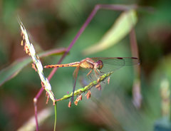 Neurothemis intermedia