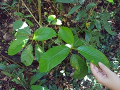 Ficus trigonata