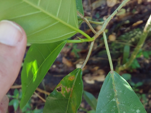 Ficus trigonata, photograph 1